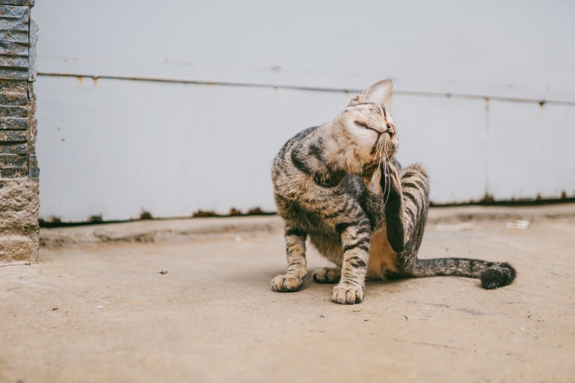 Read more about the article 8 домашних средств, чтобы избавиться от кошачьей перхоти: что вам нужно знать!