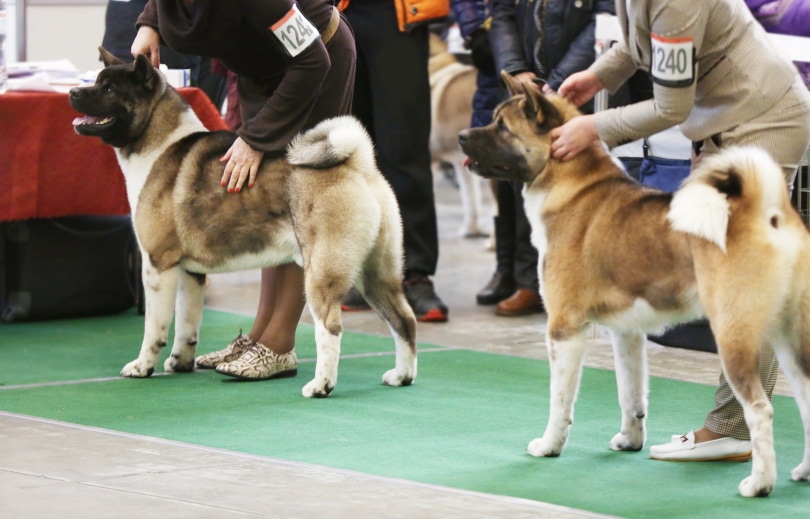 собаки с хозяином на выставке