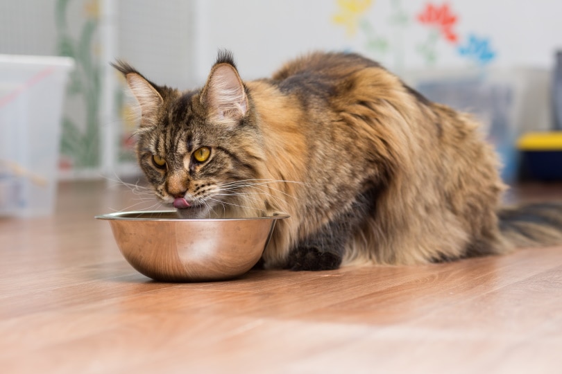 Read more about the article Кошка всегда голодна?  Вот 7 возможных причин, почему