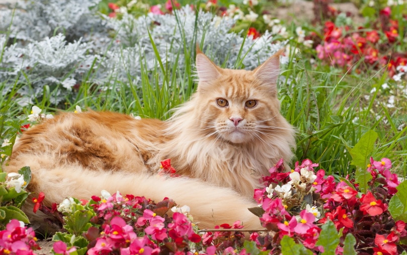 кошка мейн кун в саду