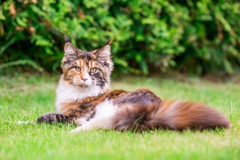 ситцевый кот мейн кун лежит на траве