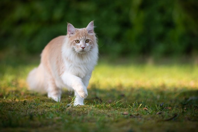 бежевый палевый кот мейн кун в движении гуляет