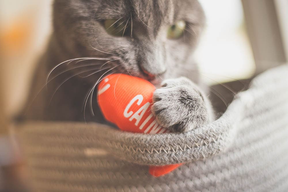 Кошка играет с игрушкой из кошачьей мяты