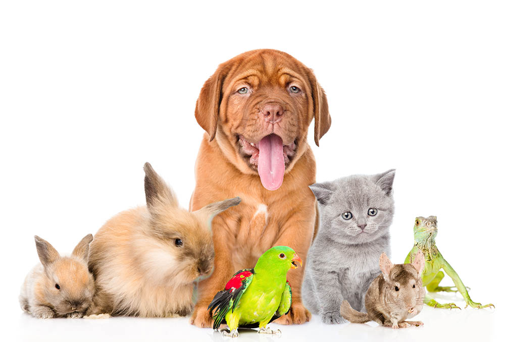 Read more about the article 50 увлекательных и забавных фактов о домашних животных, которых вы никогда не знали
