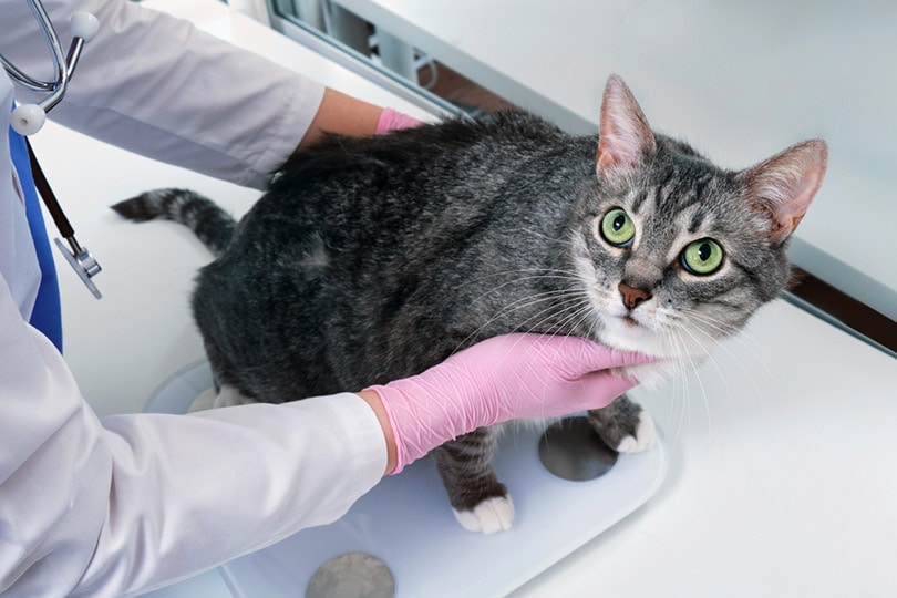 ветеринар взвешивает толстую кошку на весах
