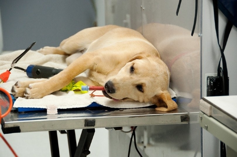 собака у ветеринара для процедуры кастрации