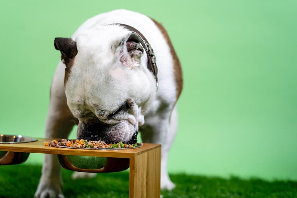 You are currently viewing Нравится ли собакам корм для собак?  Что тебе нужно знать!