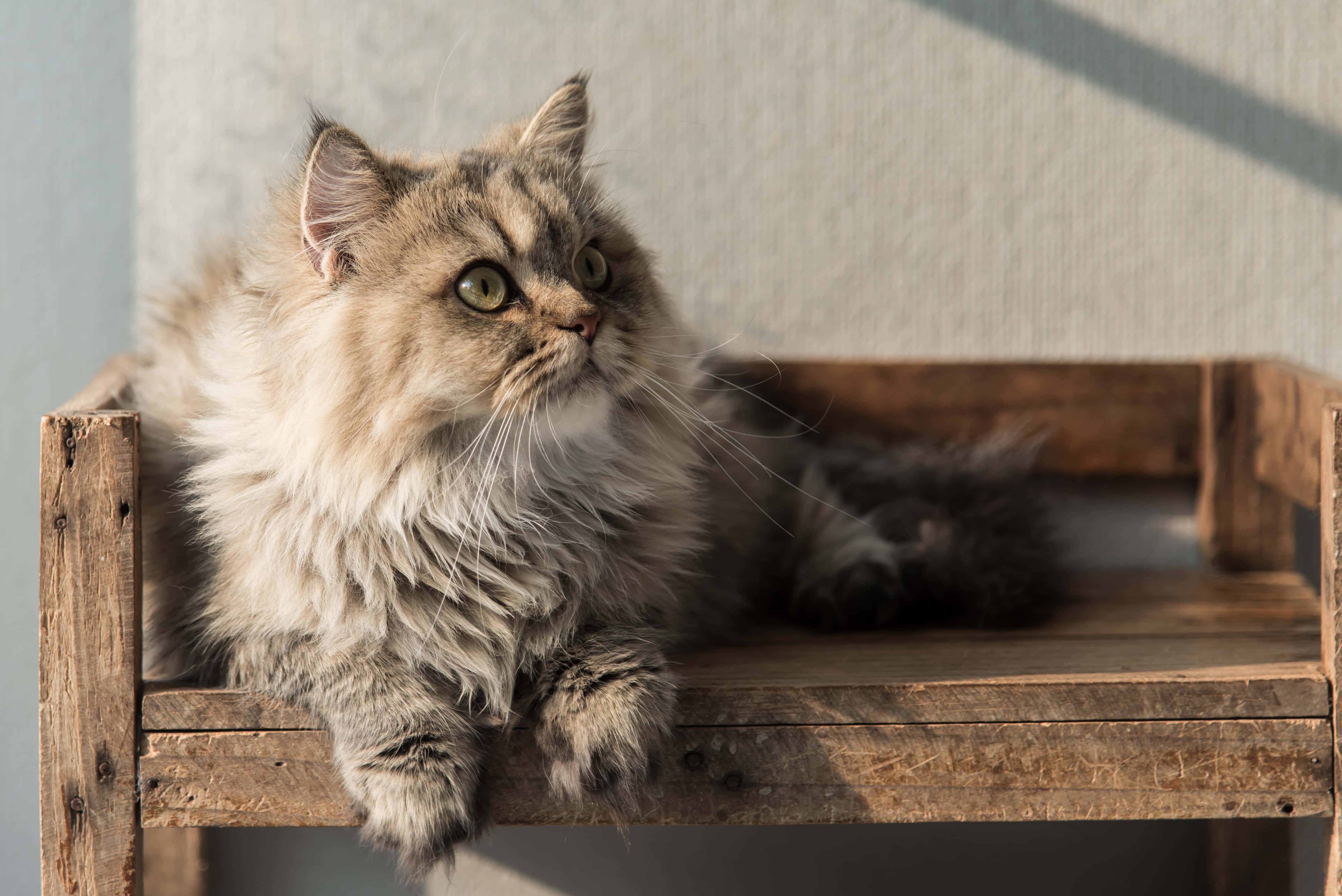 персидская кошка лежащая деревянная полка