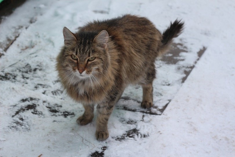 Сибирский кот