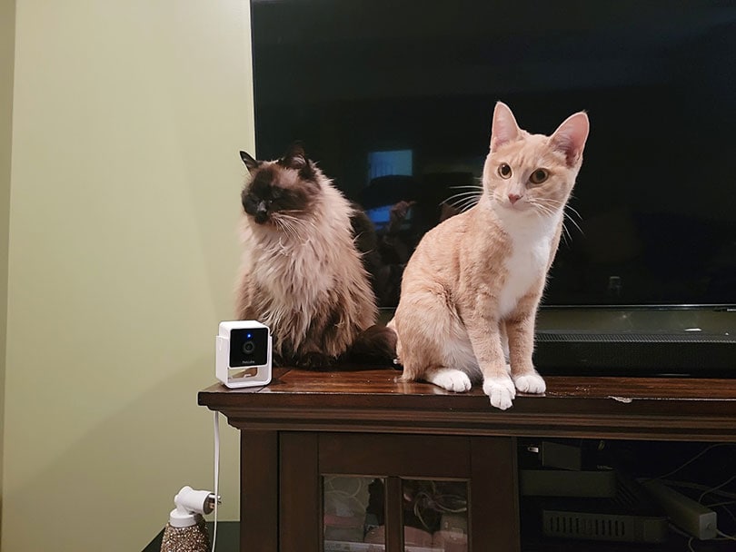 два кота сидят возле камеры petcube