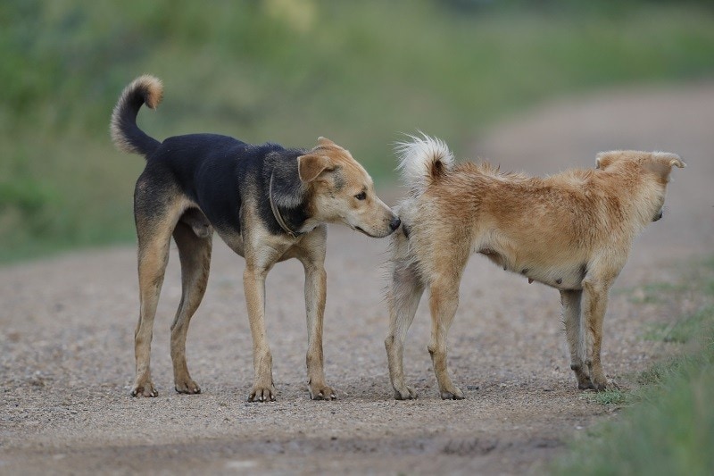 Read more about the article 7 признаков того, что собака готова к спариванию: когда вязать собаку — полное руководство