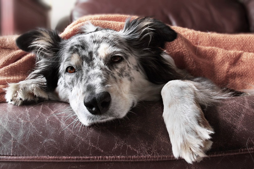 Read more about the article Как долго воздерживаться от еды у собаки с диареей