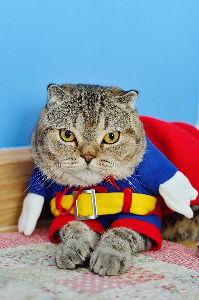 Шотландская вислоухая кошка в костюме супергероя