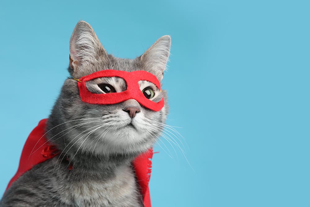 серый кот в красном костюме супергероя