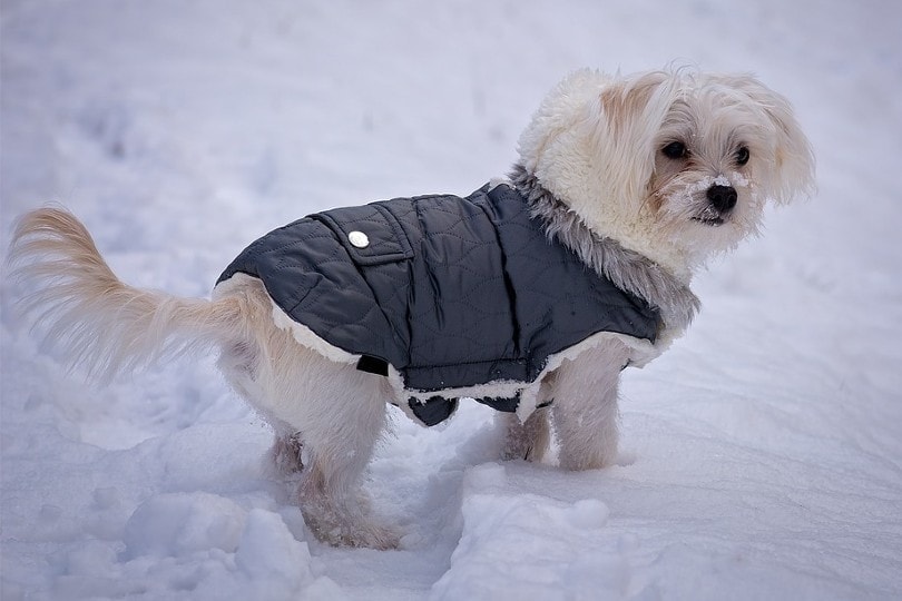 собака в одежде на улице в снегу