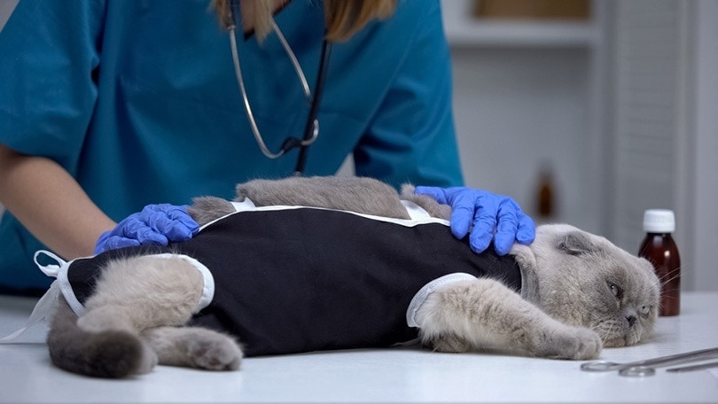 Read more about the article 10 преимуществ стерилизации и стерилизации вашей кошки (на основании научных данных)