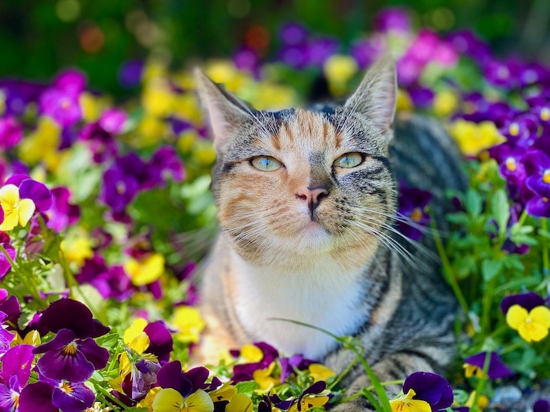 Read more about the article 180 цветочных имен для кошек: красивые и милые варианты для вашей кошки