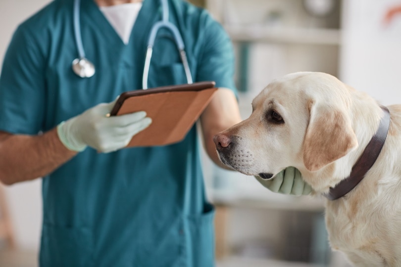 Read more about the article Сколько стоит посещение ветеринара в PetSmart (Banfield Pet Hospitals)?  Обновление 2023 г.