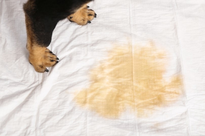 Read more about the article Как вывести запах собачьей мочи с одежды и тканей