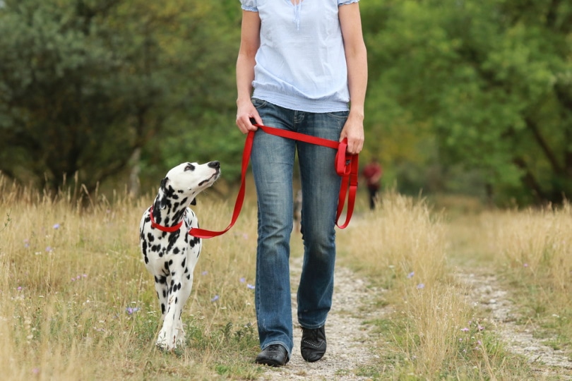 Read more about the article Как часто нужно выгуливать собаку?  (Ответ ветеринара)