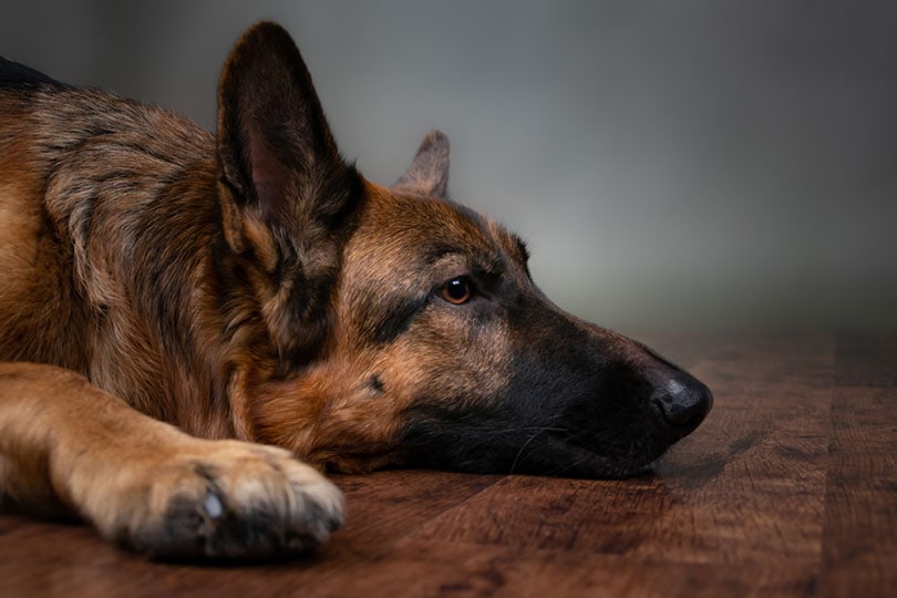 Read more about the article 12 пород собак, склонных к вздутию живота: проверенные ветеринарами факты и часто задаваемые вопросы