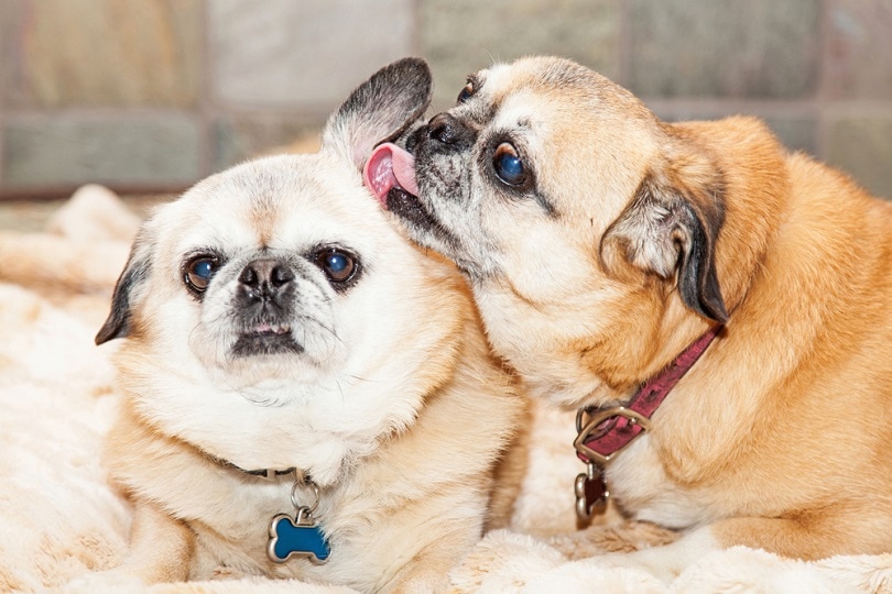 Read more about the article Почему собаки лижут друг другу уши — 6 причин такого поведения