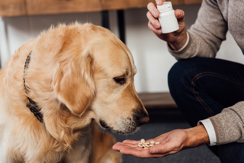Read more about the article L-карнитин для собак: преимущества, применение и побочные эффекты