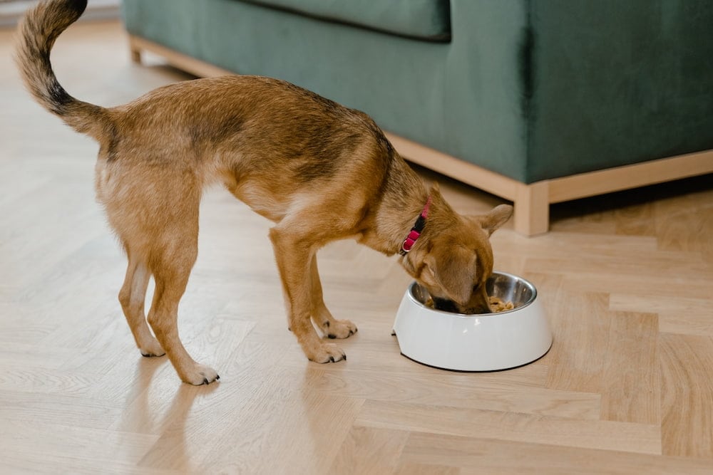 коричневый щенок ест в белой миске