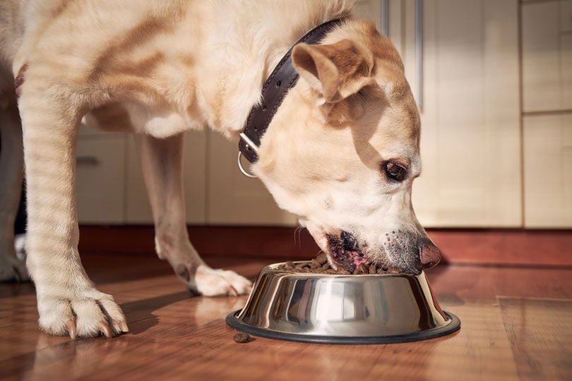 Read more about the article 8 признаков того, что пора сменить корм вашей собаки: объясняет наш ветеринар