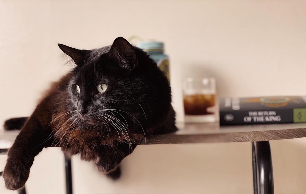 черно-коричневый кот за журнальным столиком