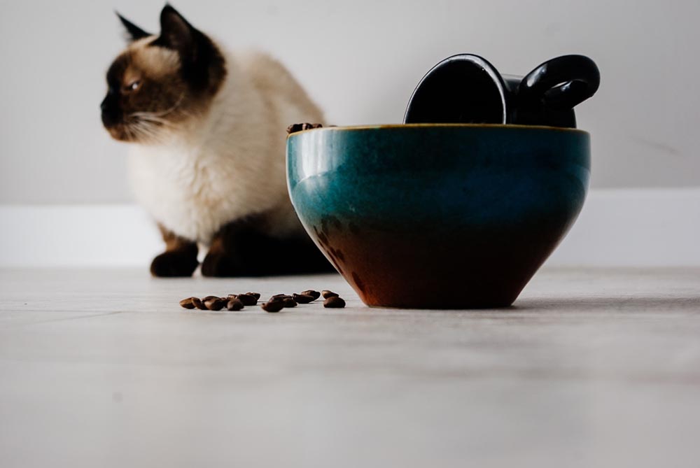 кот за чашкой с кофейными зернами