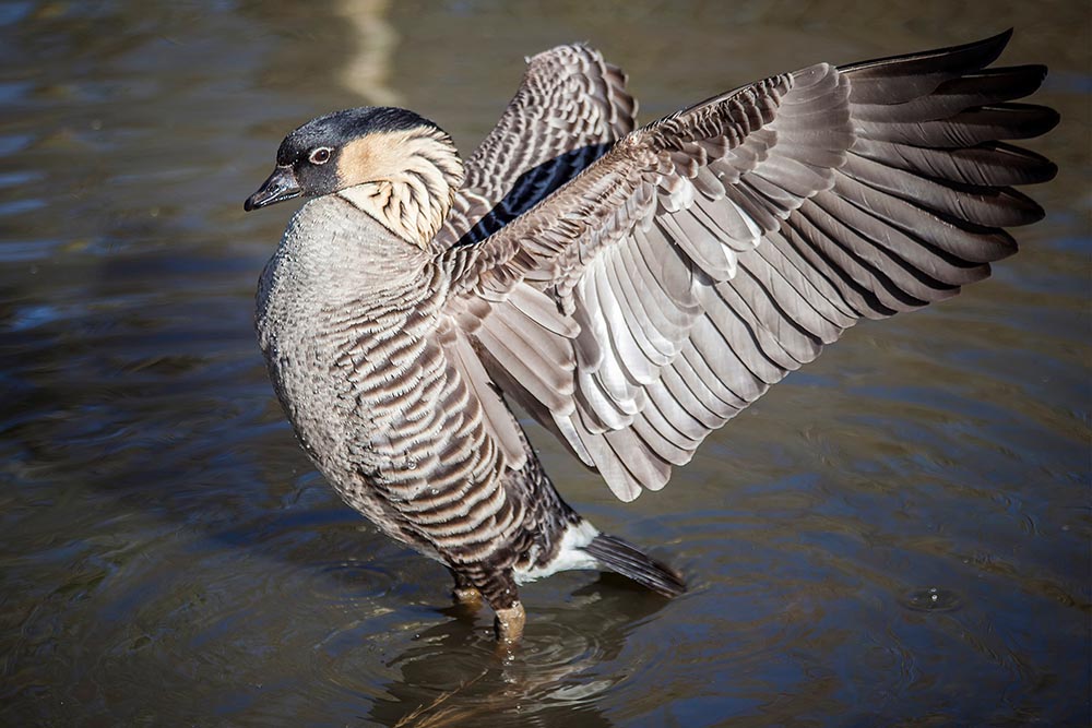 гавайская утка расправляет крылья