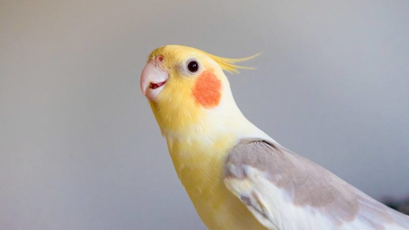 Read more about the article Бронзовый парный попугай: личность, фотографии и руководство по уходу