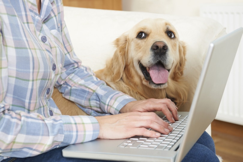 владелец собаки с помощью ноутбука