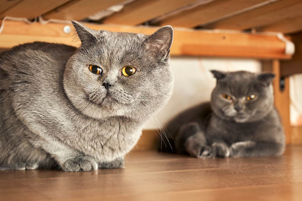 две британские короткошерстные кошки прячутся под кроватью