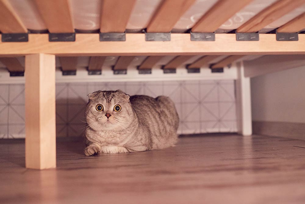 кот прячется под кроватью