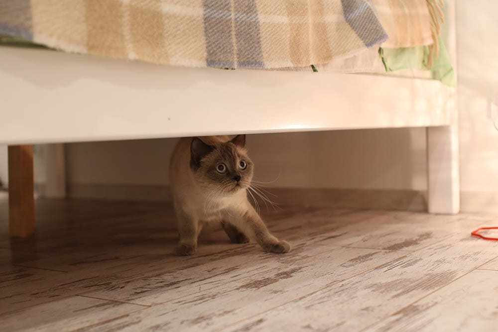 испуганный британский кот блю-пойнт прячется под кроватью