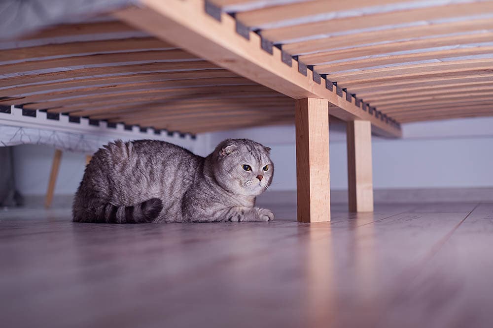 кот прячется под кроватью