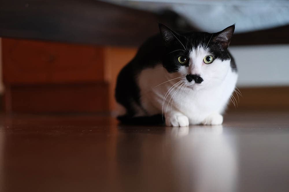черно-белый кот прячется под кроватью