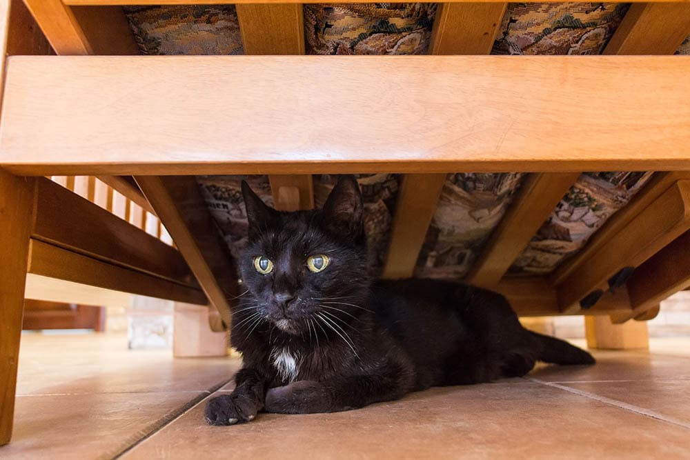 Домашняя кошка под кроватью