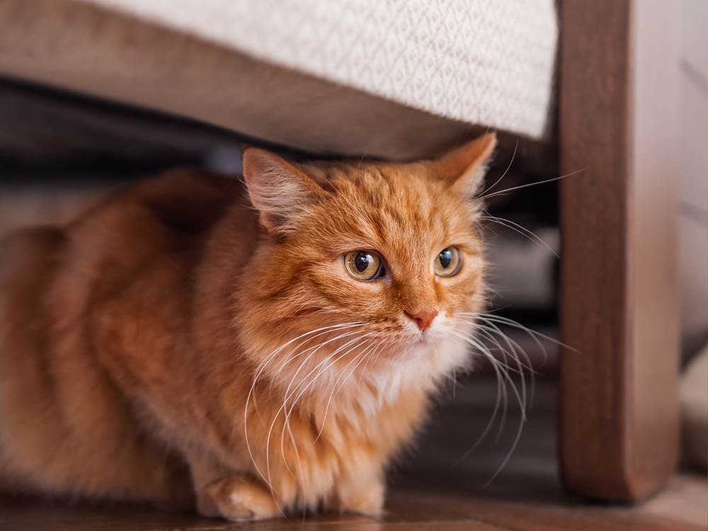 Рыжий полосатый кот прячется под кроватью