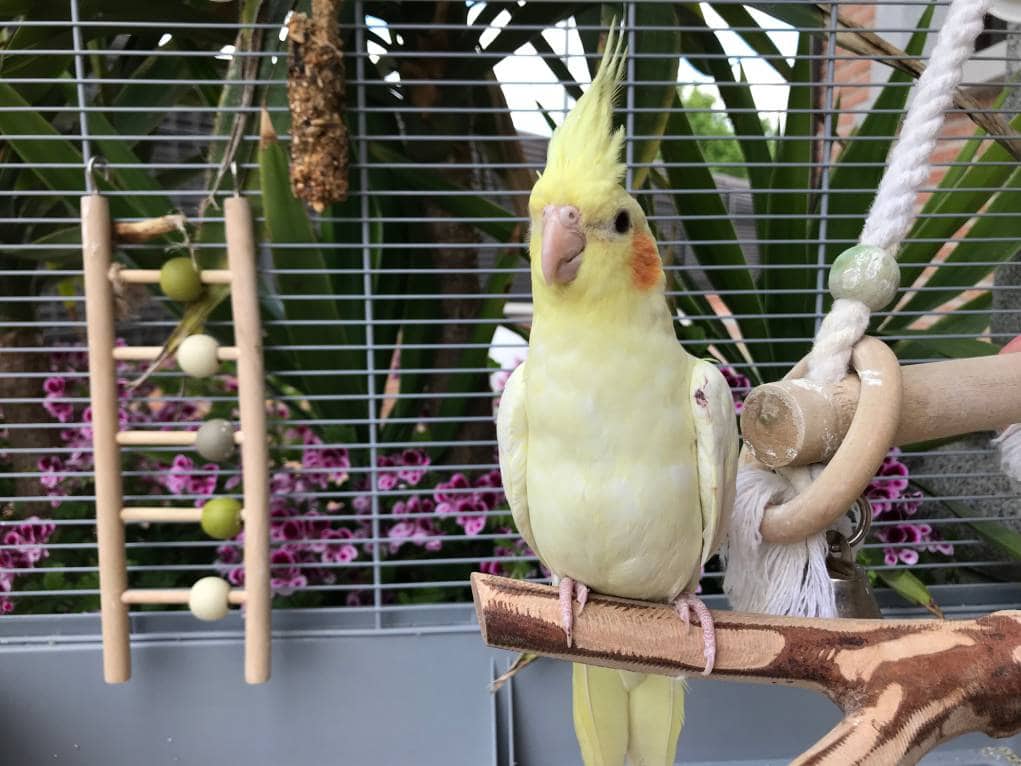 Read more about the article 12 увлекательных и забавных фактов о попугаях, которых вы никогда не знали
