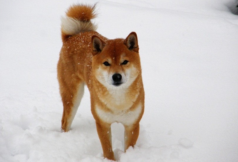 Шиба-ину в снегу