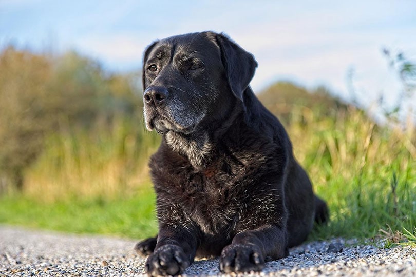 старый черный лабрадор ретривер собака лежит на открытом воздухе