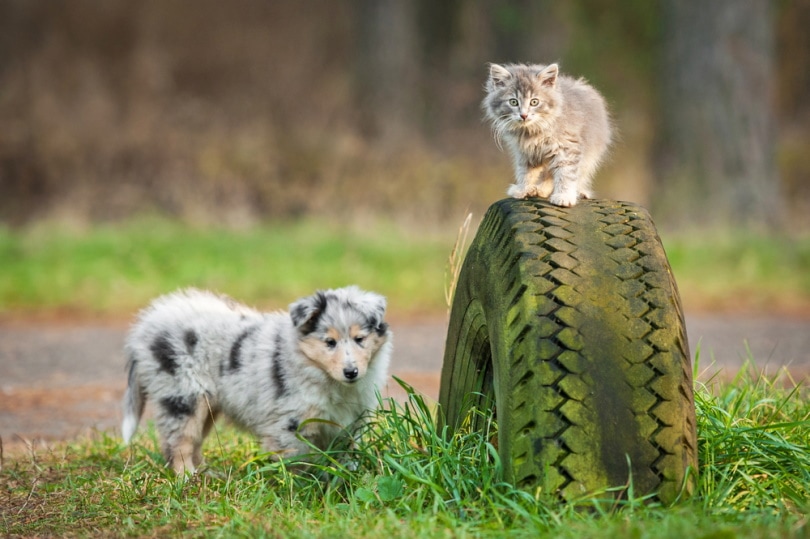 щенок грубой колли и котенок играют