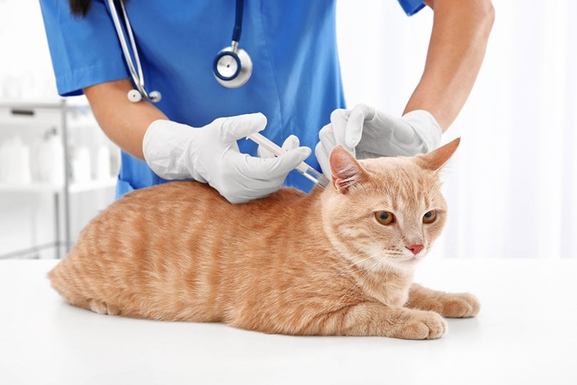ветеринар делает укол кошке