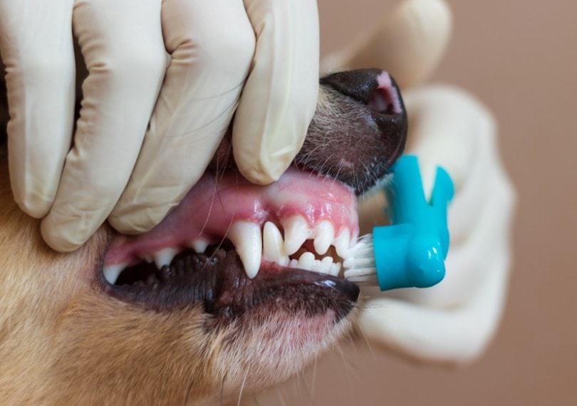 Read more about the article Сколько стоит чистка зубов собак в Великобритании?  (Руководство по ценам на 2022 г.)