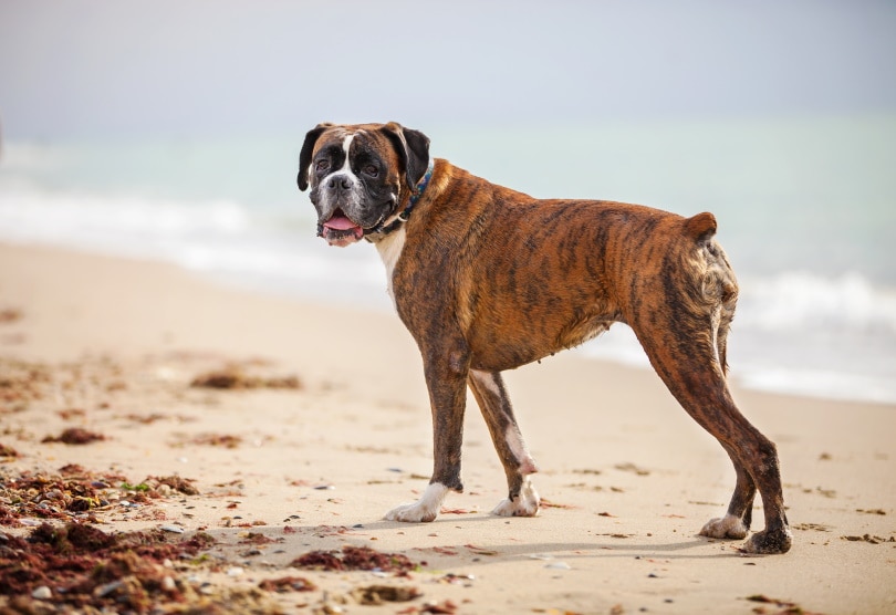 собака-боксер на песке