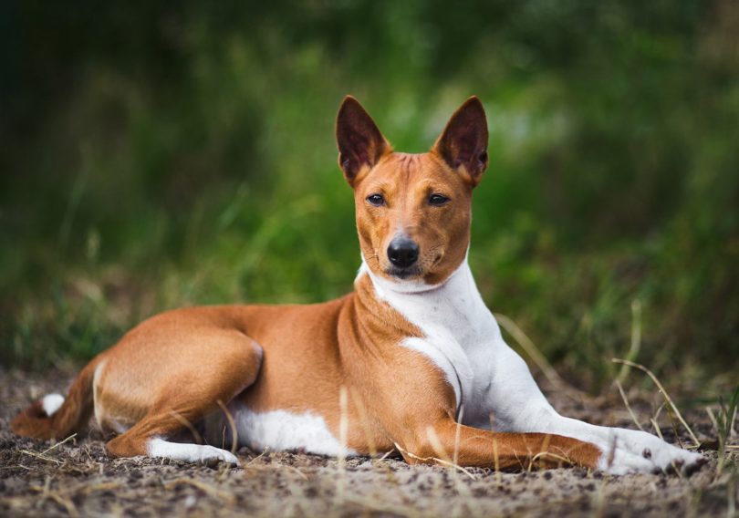 Basenji_Verbitskaya Юлия, Shutterstock