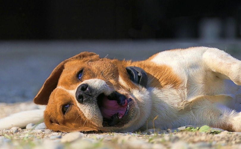 Read more about the article Собачий парагрипп у собак: одобренные ветеринаром причины, признаки и лечение